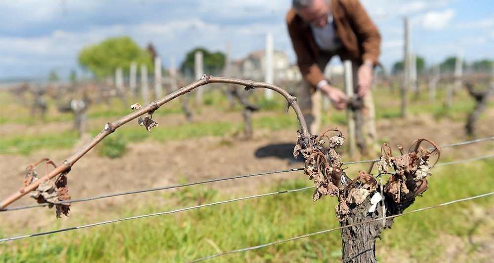 MillesimaFR's tweet photo. #WineNews : Le gel a détruit au moins 30 % de la récolte dans le Bordelais soit 60 000 hectares sur 114 000 ! 🍇🌱 ►https://t.co/UGKQb9U0eA https://t.co/DPoUYz389w