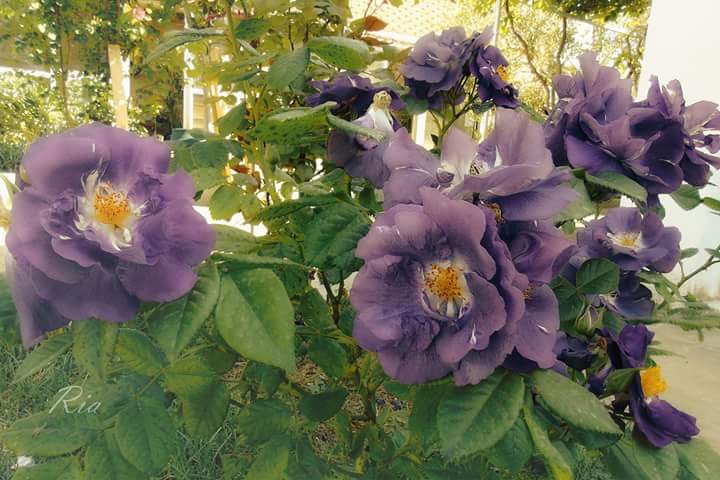 <a href="/SSscoop475/">❤Scott S Cooper❤</a> <a href="/Edward733/">ஜ۩ღEdward Simღ۩ஜ 심상갑</a> <a href="/vairton5550/">vairton</a> <a href="/KVajpayaee/">KATYAYAN VAJPAYEE</a> @PapaPorter1 <a href="/m_usmanabbas/">#FanBoy</a> <a href="/SalvOasi/">L’Oasi di Salvo</a> <a href="/seudevan/">Adevanzil Rodrigues</a> <a href="/shoteck/">Sascha #TɛaʍUռɨɖօS</a> <a href="/AfterEight13/">⭐Absolutely⭐</a> <a href="/OnlyGod85908339/">OnlyGodCanJudgeMe</a> #VIPS