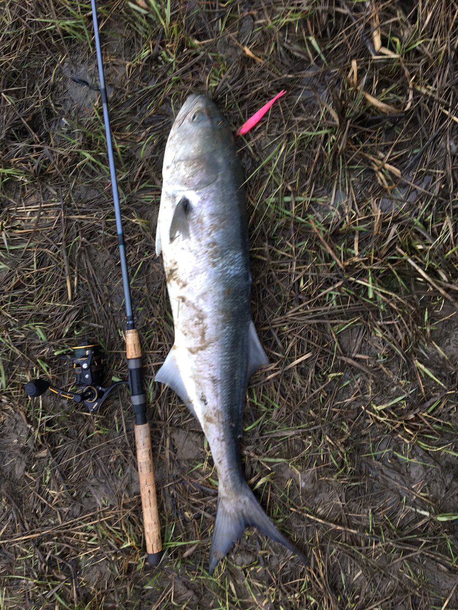 ECATV1's tweet photo. Assault on the skinny water. #bluefish killing #bucktails. #longisland #springrun2017 #gloomis #pennreels #surfcasting https://t.co/13jxn2VfFZ