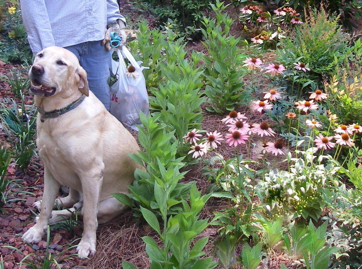 SimplyBuckhead's tweet photo. #Dogscape your yard | Plan an outdoor area both you and your pet will love. Story: Maggie Haynes
Photos: Bob Zumwalt
https://t.co/An1qxgoSXD https://t.co/2JcYx0F0GG