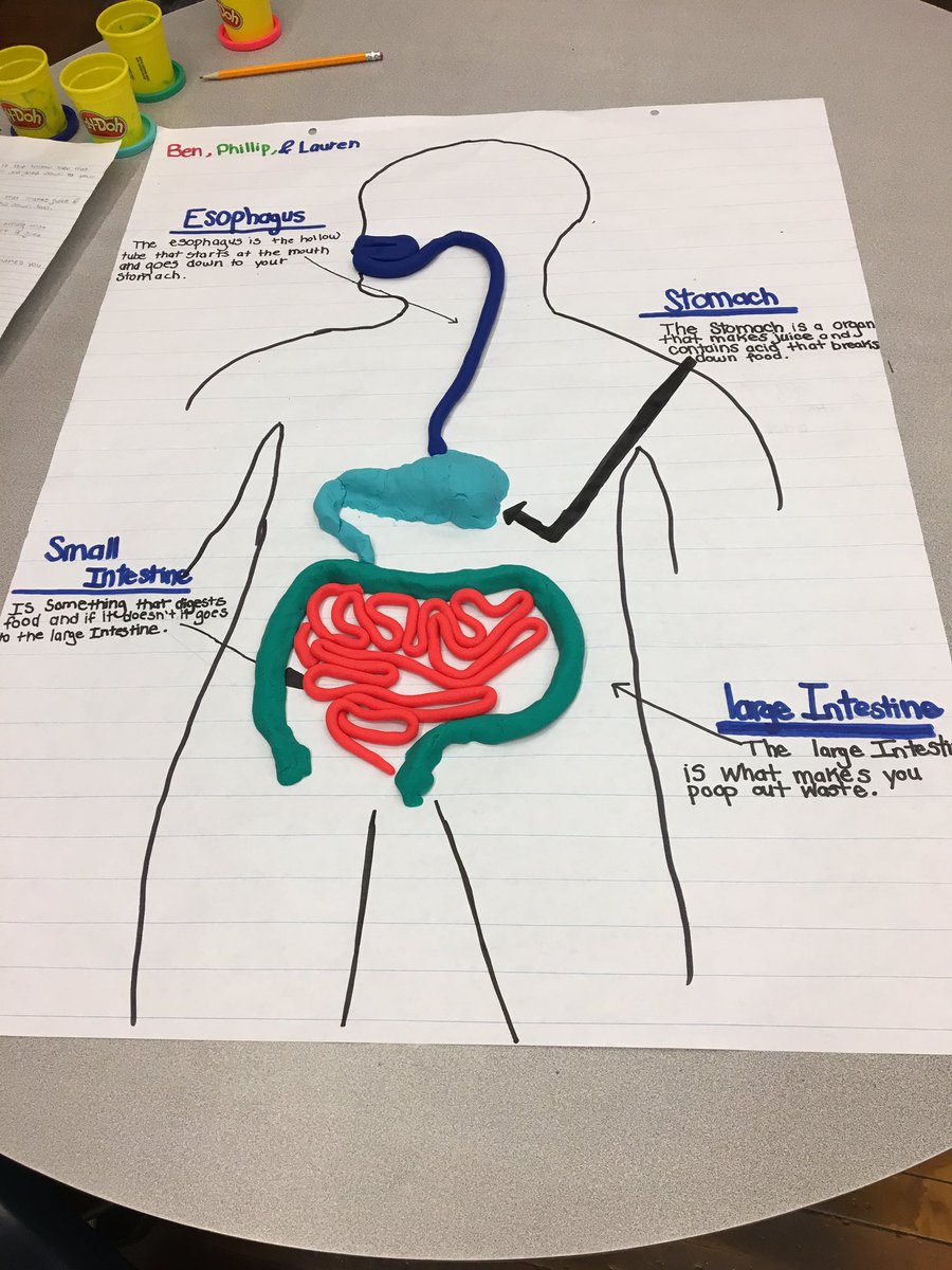Finish up a study of the Digestive System with #playdoh. #sasdnext <a href="/SASD_IV/">Indian Valley MS</a> <a href="/jeffrey_pammer/">Jeffrey Pammer</a>