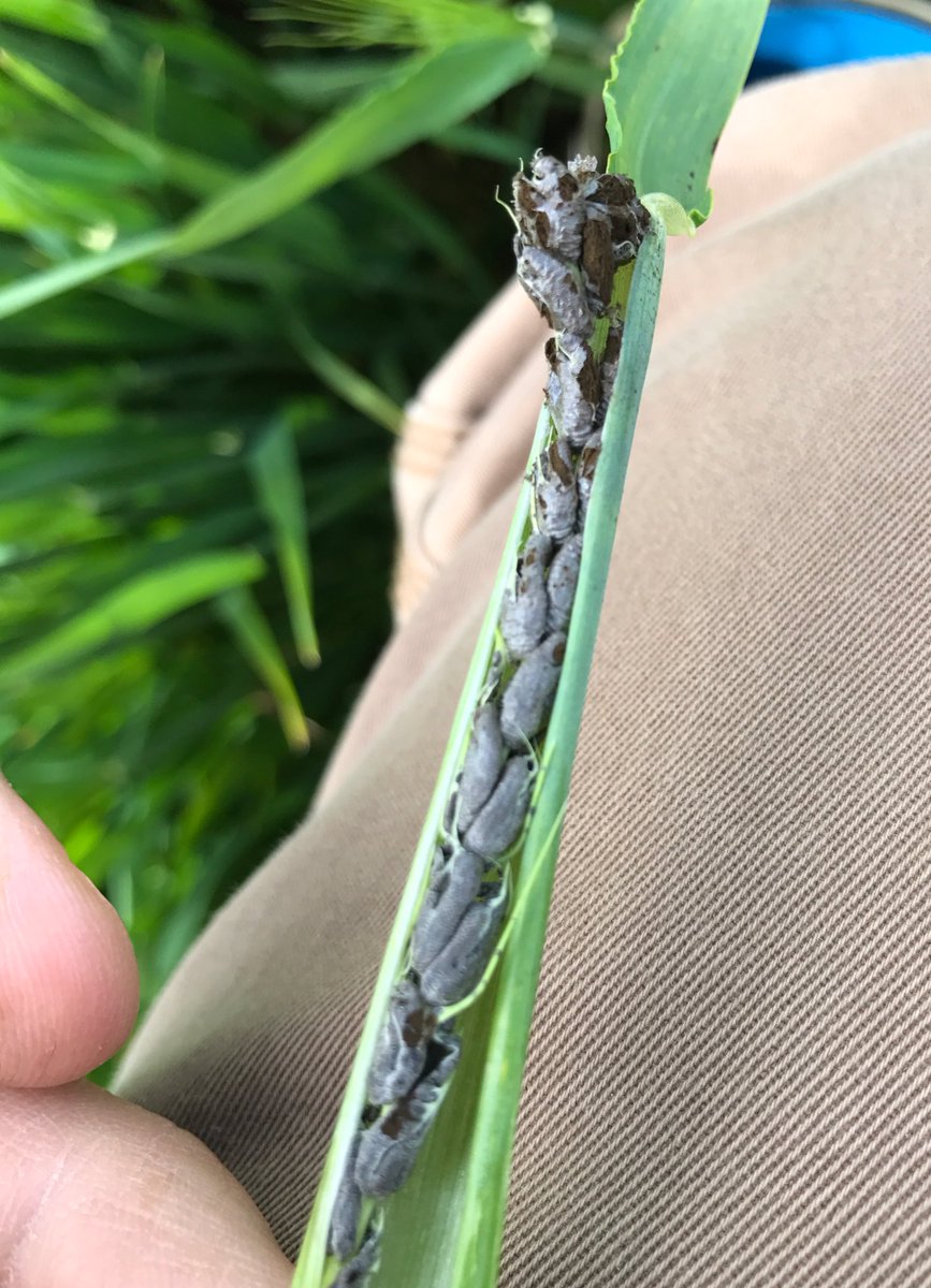 Kieran C Walsh tweet media