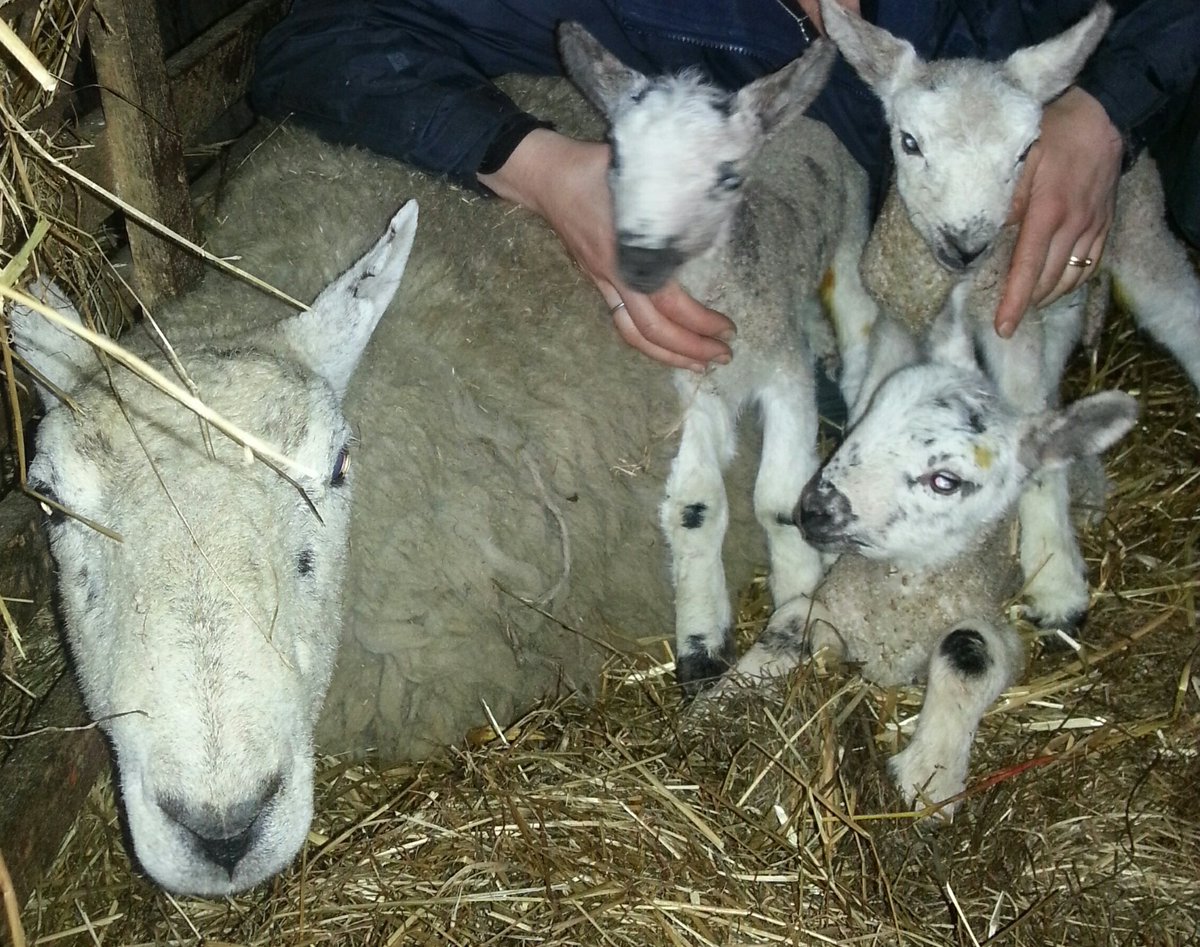 Fiona Lovatt tweet media