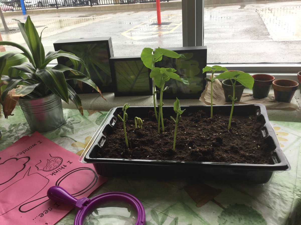 JerseyKindie's tweet photo. After only two days, we have so much growth! We wonder what type of plants these are๐ค......stay tuned to find out! #rm105 https://t.co/dBnNnG1Jqs