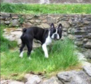 millypod1's tweet photo. 🆘#Lost #ScanMe YOUNG Boston x Frenchie Male 
#Arthog #Meirionnydd #Gwynedd #NorthWales #Wales #LL39 https://t.co/28vMLQS8fJ https://t.co/R0o1Mm3tkg