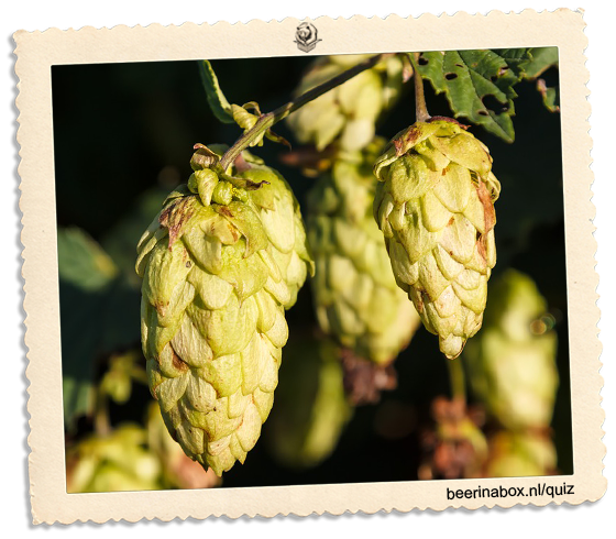 biergilde's tweet photo. Wat is (over het algemeen) kenmerkend voor de smaak van Engelse hoppen? Deze vraag en meer in de Grote Bier Quiz: https://t.co/K0LLnMIoRG https://t.co/lLMWvlh2s6