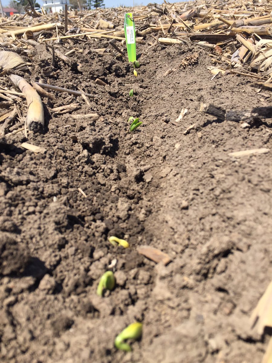 Some early planted #yieldhero 's just starting to break through in Washington county #Plant17