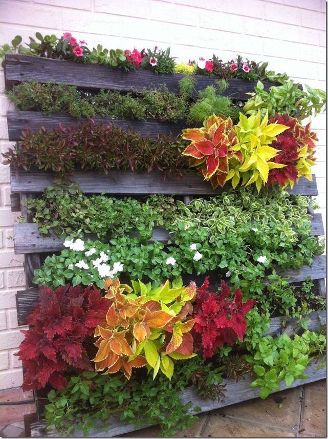 _Neture_'s tweet photo. ¿CÓMO HACER UN JARDÍN VERTICAL CON UN PALET?

https://t.co/7dja35oTC3

#Easy #LivingWall #Garden https://t.co/WJxXVVzMkC