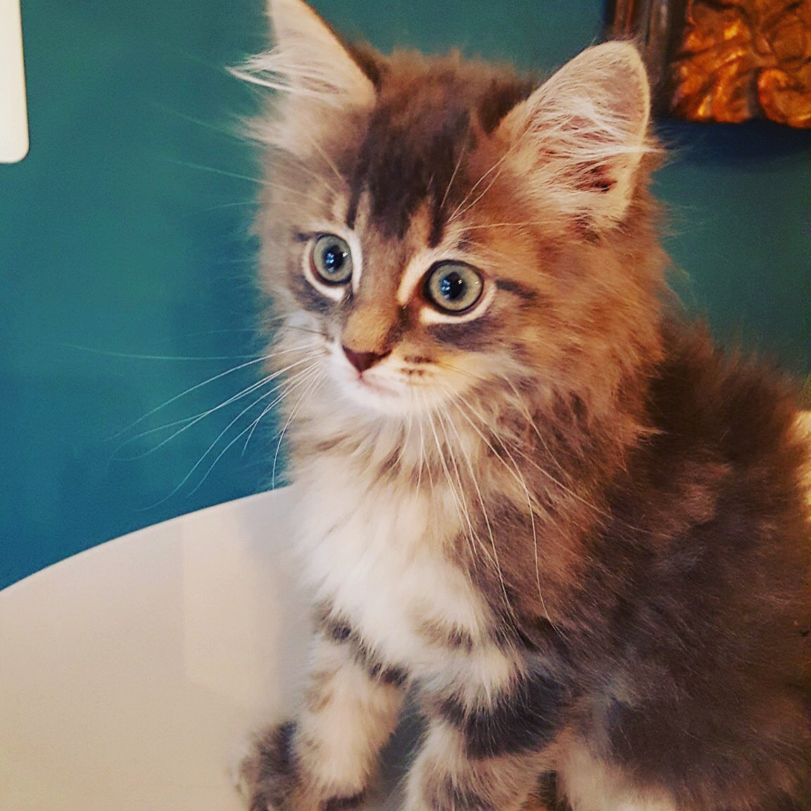JSAFPets's tweet photo. Wide eyed beauty...#jsafpets #CatsOfTwitter #adopt https://t.co/XIMP8oiFme