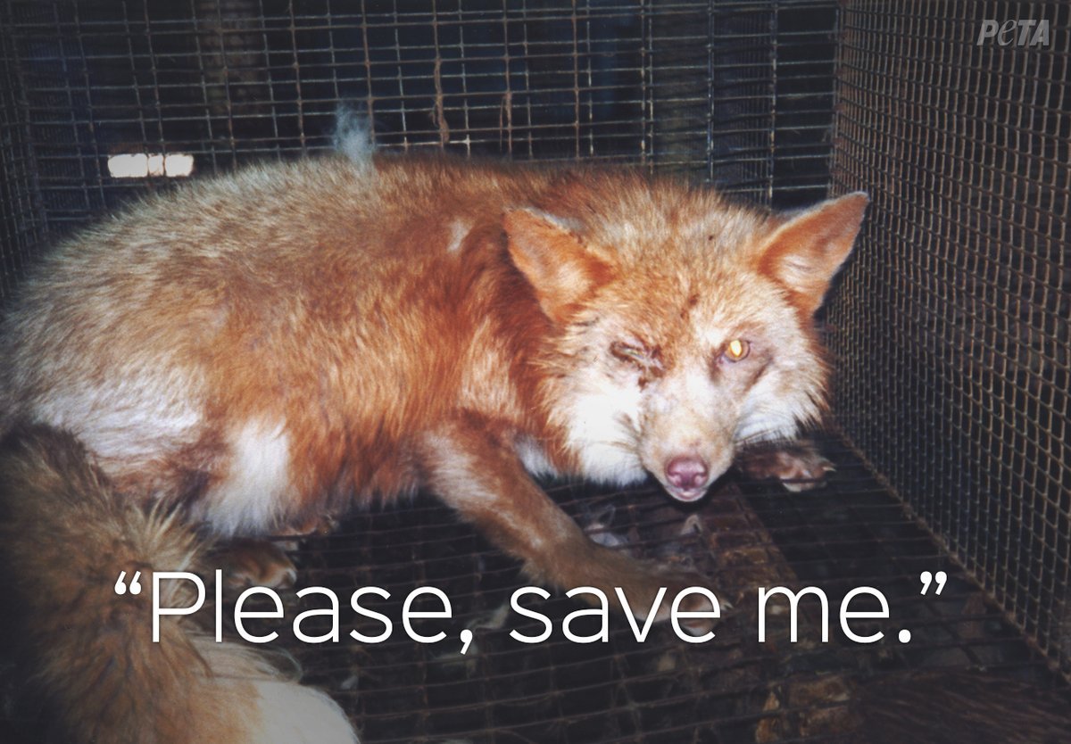 hucks41's tweet photo. Animals are often electrocuted, gassed, or even skinned alive for their fur 😢 Tell... https://t.co/EECEplkcQ8 by #peta via @c0nvey https://t.co/8h2bsNrSvo