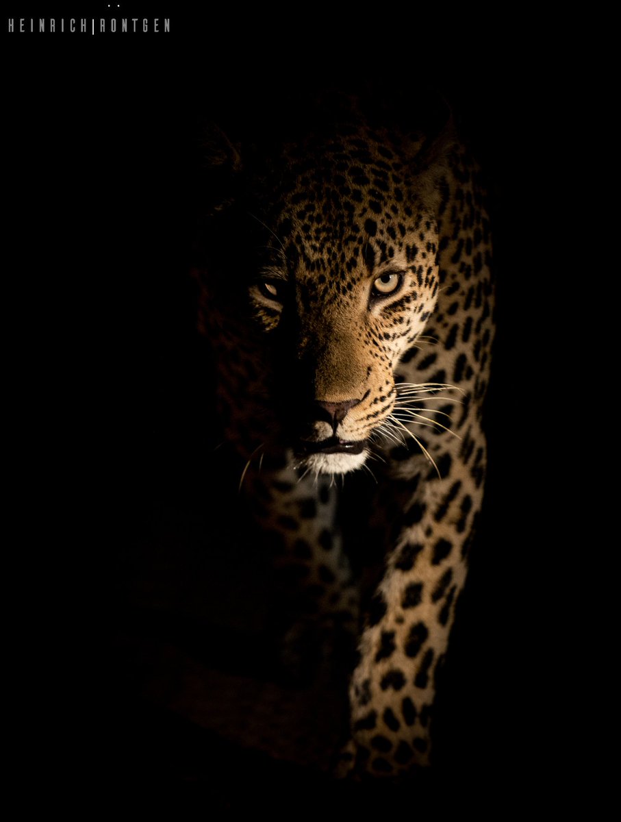 LeopardHills's tweet photo. Ravenscourt Male on Patrol

#LeopardHills #Leopard #LuxurySafari #Safari
@SeasonsInAfrica @SouthAfrica https://t.co/tbC2oZoiAt