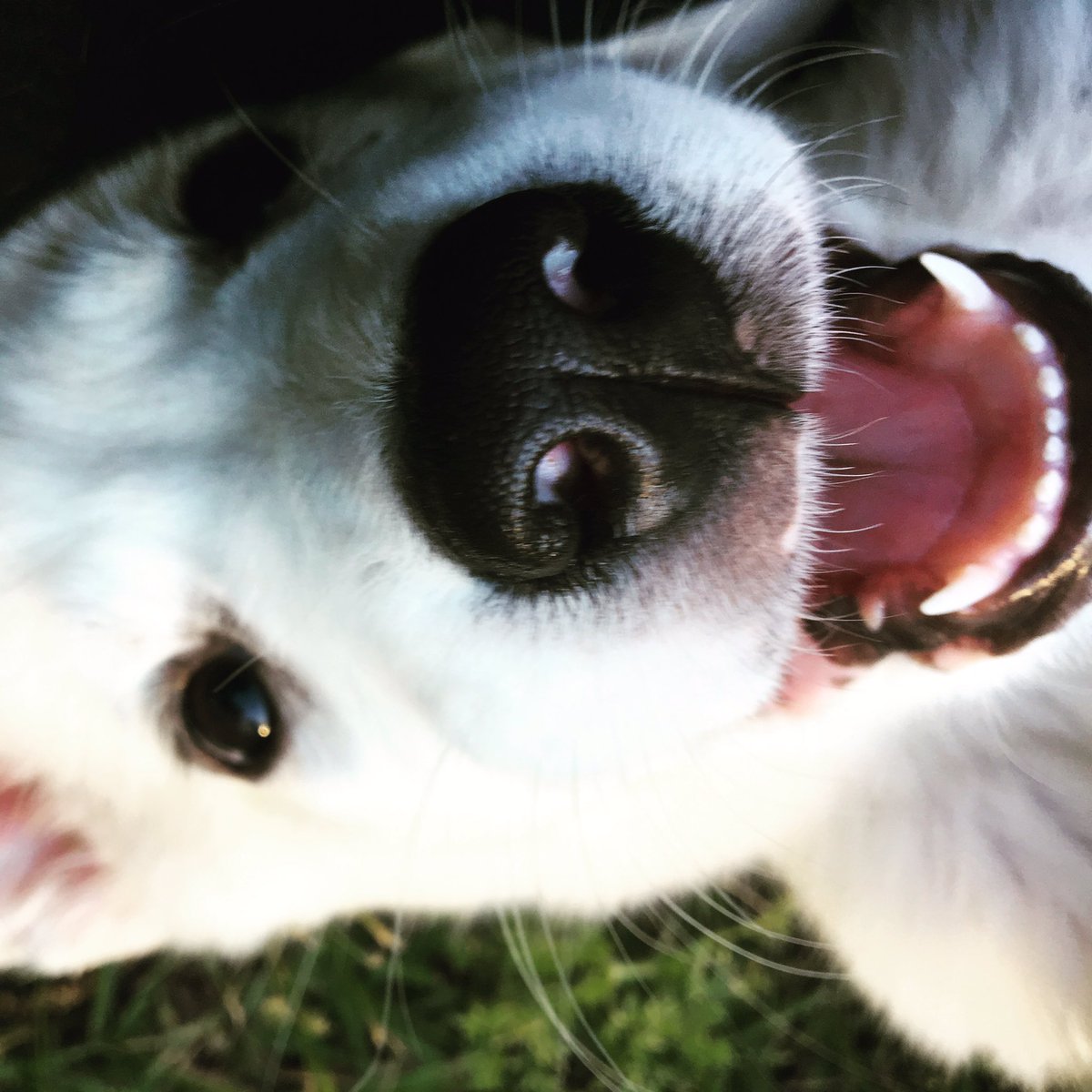 JbCorven's tweet photo. Life is so depressing. I just want to be as happy as my dog https://t.co/GusNNyTkwd