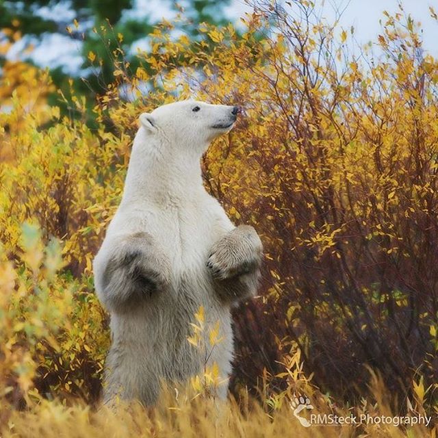 TravelManitoba's tweet photo. Weekend? Is that you? Incredible photo taken in Churchill, Manitoba by https://t.co/R7GQPRdpxD #exploremb #explorecanada https://t.co/xPqqMgSkLy