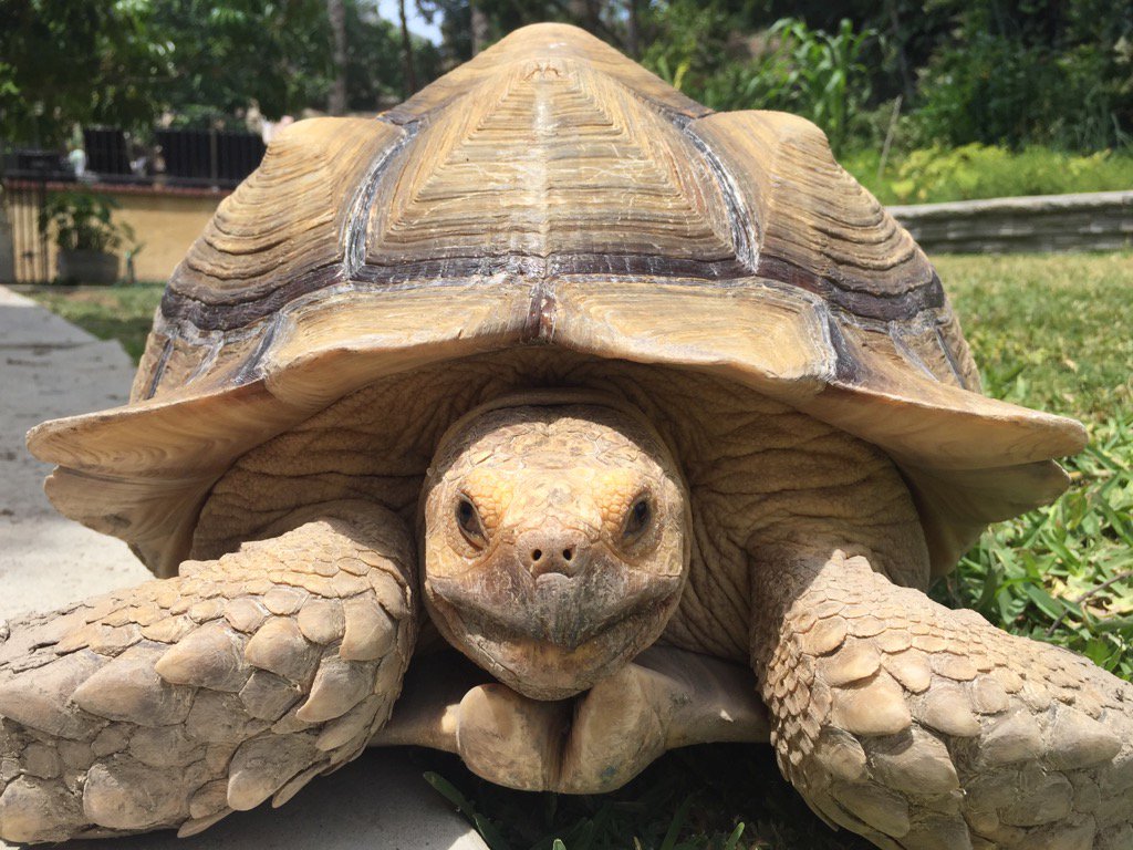 sleed's tweet image. It's me Indy the Tortoise