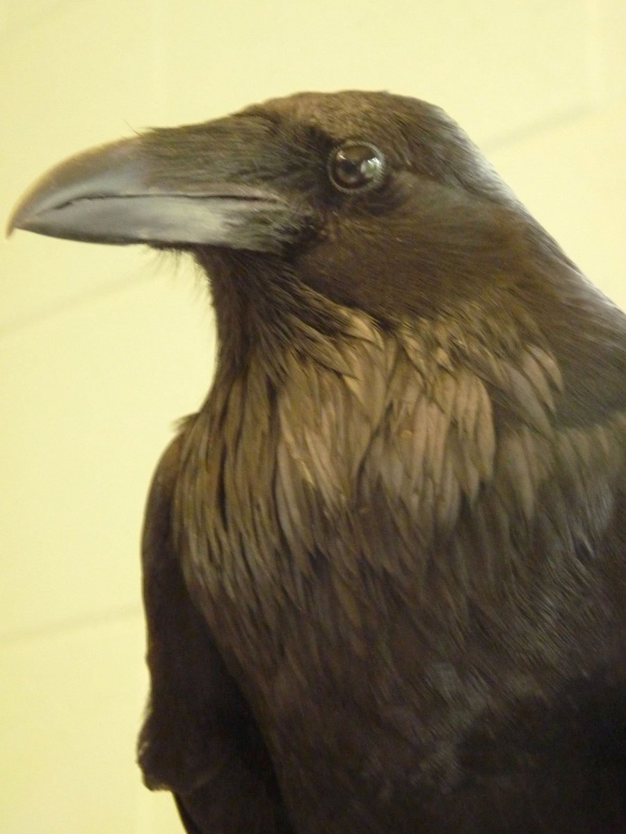 505Nomad's tweet photo. Have a thing for ravens. The one at El Morro is particularly extroverted (and demanding for snacks). #birds #NewMexico https://t.co/orzBdtxsC3