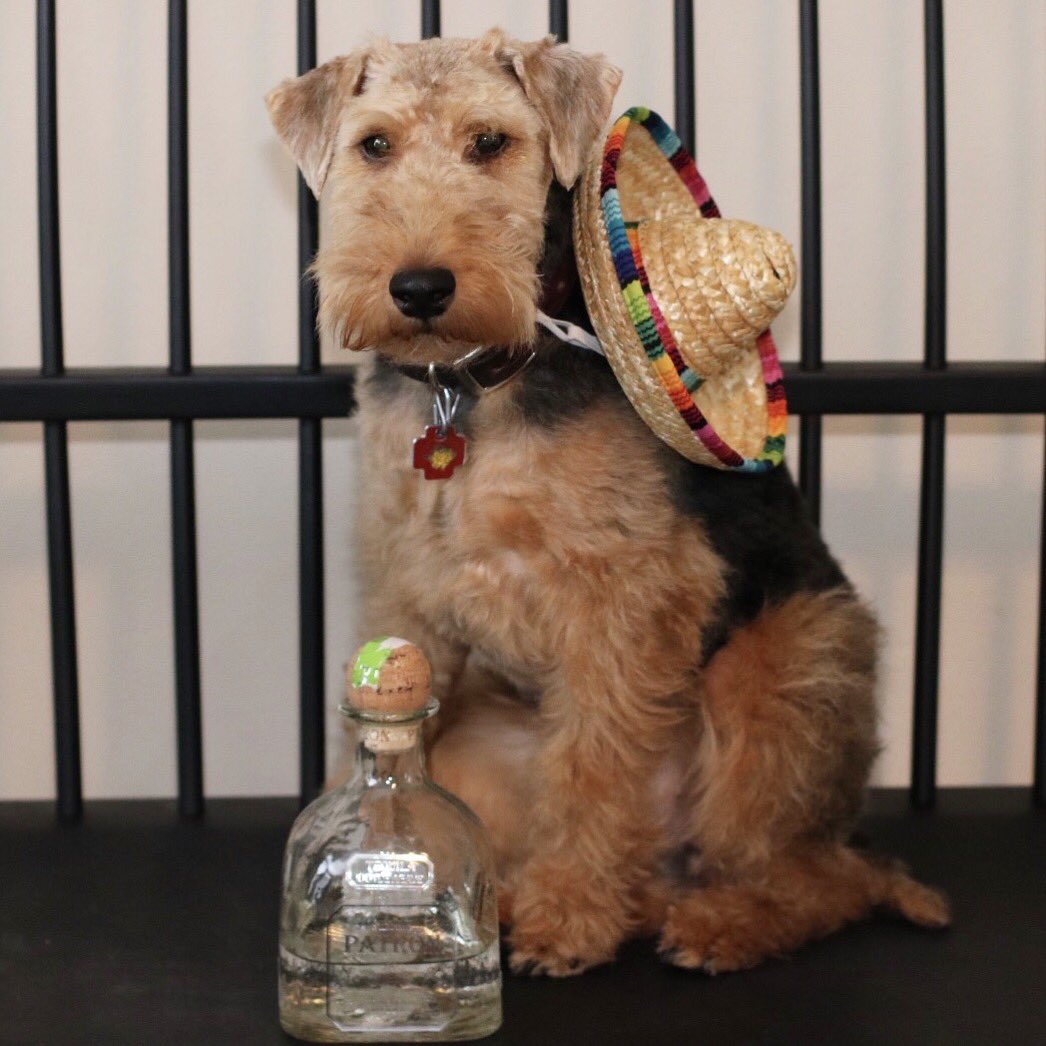 mabelthewelsh's tweet photo. Happy Cinco! 🇲🇽 @Patron https://t.co/q0pIr8VWfm