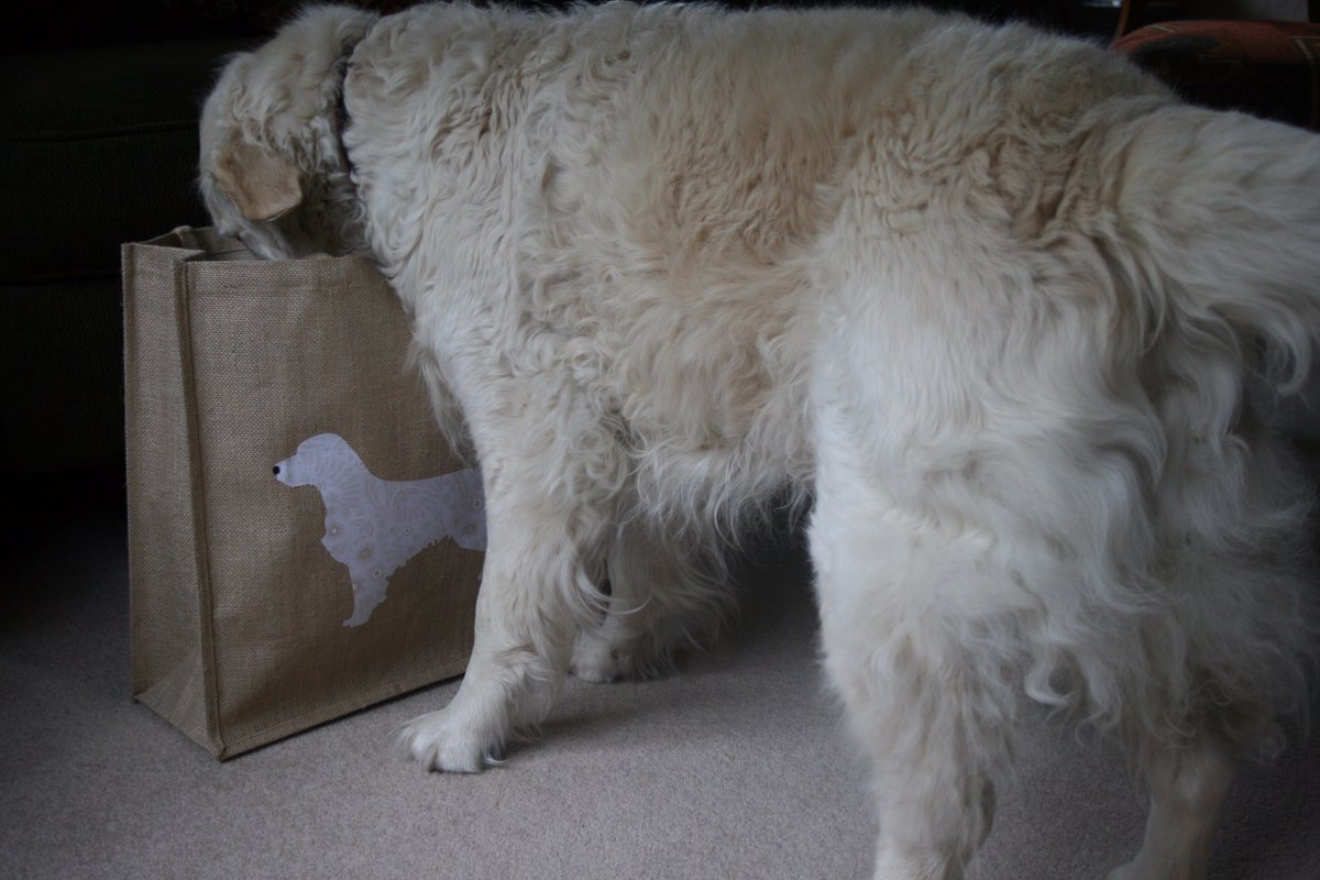 dorkingcorrie's tweet photo. What's in here? Lottie the lovely #retriever is looking for treats in her #Gingeroo bag https://t.co/vx9cxXLhmv