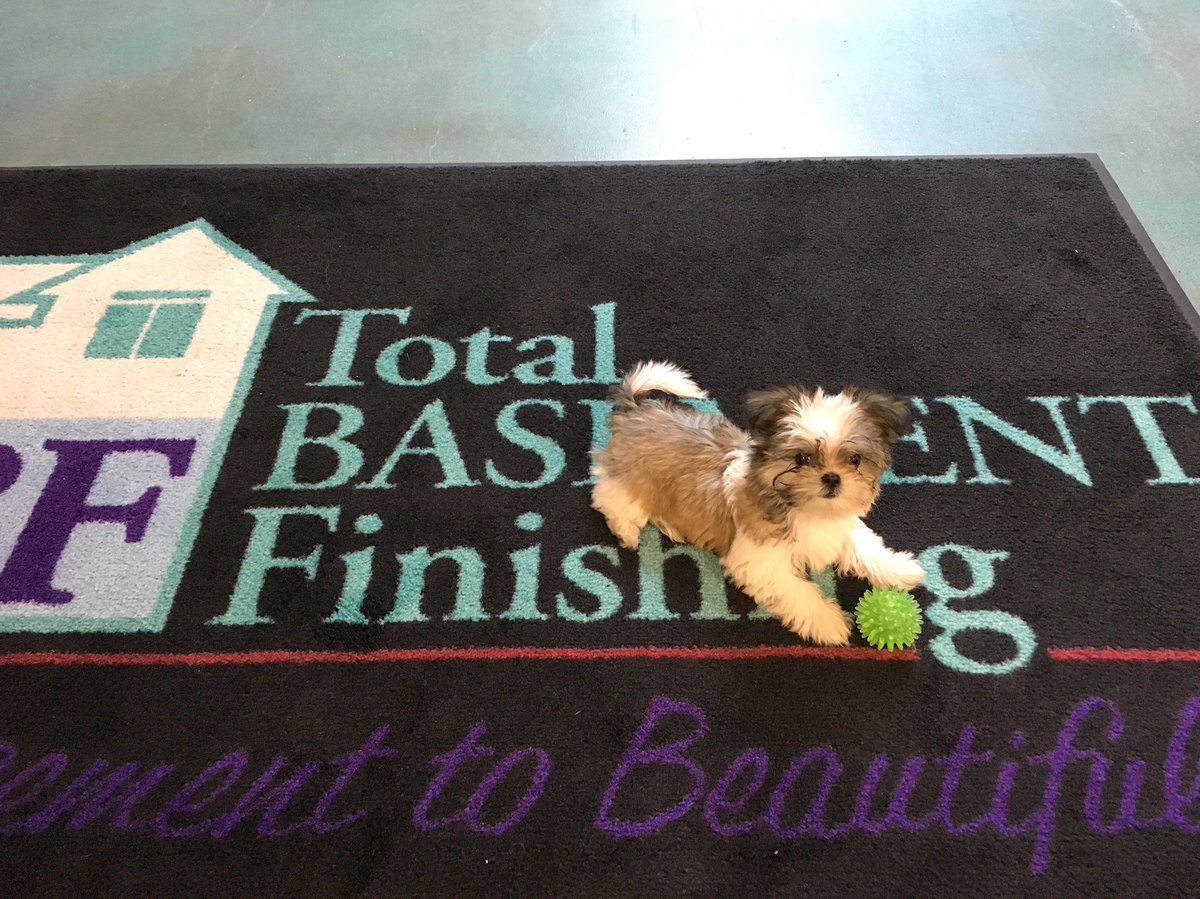 basementsystems's tweet photo. Rainy days aren't so bad when Mr. Bojangles comes to visit the office 🐶☔️ #rainyday #puppy #mrbojangles #teambasementsystems https://t.co/hVShecrleJ
