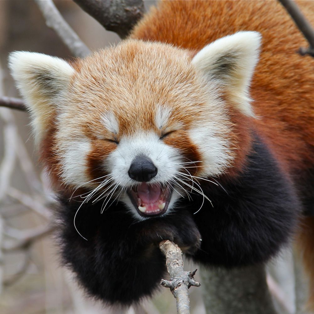 Red pandas are so adorable