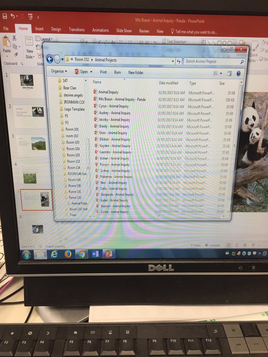 jstewin's tweet photo. @Teaching_w_tech our classroom has been using Microsoft PowerPoint for our animal research projects #grade1 #paperLESS #winnipegsd https://t.co/6GPQbN8P7a