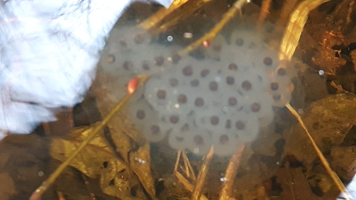 Found some Spotted Salamander eggs this afternoon in a road side pond.