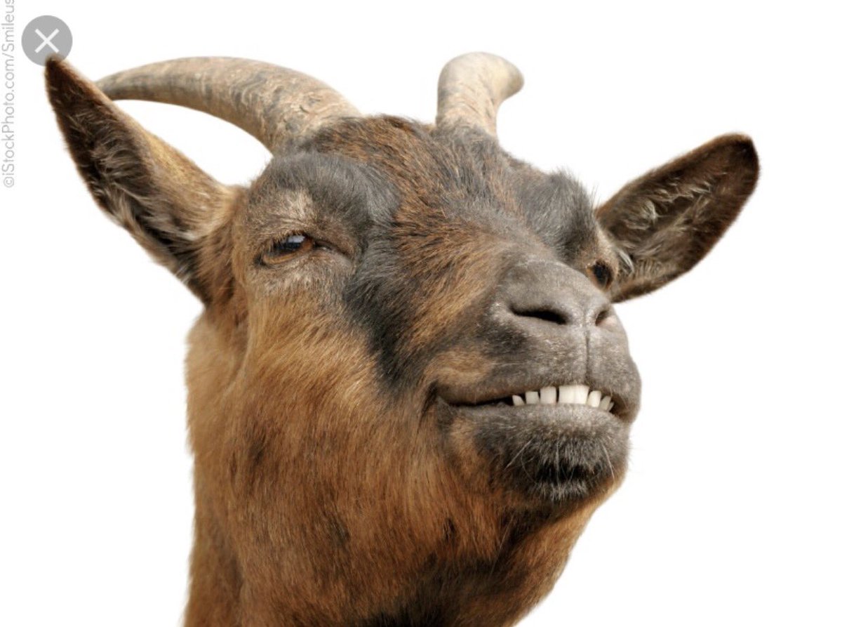 early4modern's tweet photo. The Colombian exchange was the G.O.A.T #greatesteraever4 #webroughtgoats https://t.co/P15UMQMDdx