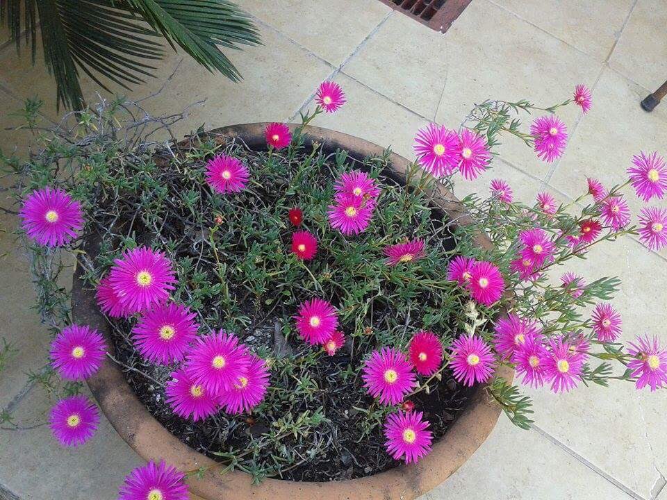 majomenotti's tweet photo. Las plantitas de mi mamá 💛🌸 https://t.co/6VGZ7iloMo