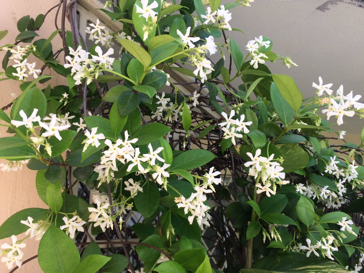 majomenotti's tweet photo. Las plantitas de mi mamá 💛🌸 https://t.co/6VGZ7iloMo