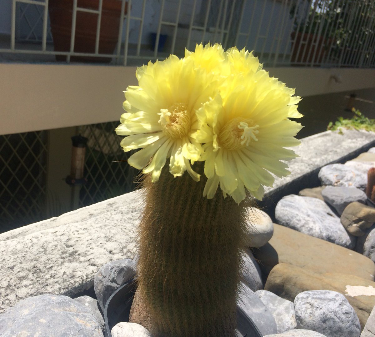 majomenotti's tweet photo. Las plantitas de mi mamá 💛🌸 https://t.co/6VGZ7iloMo
