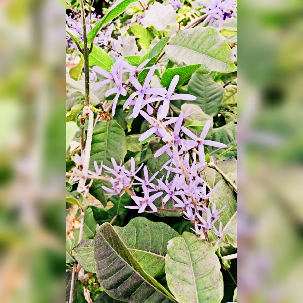 ShreyaChanda99's tweet photo. #unknownflower #beautyofnature https://t.co/wdb79lXDAZ