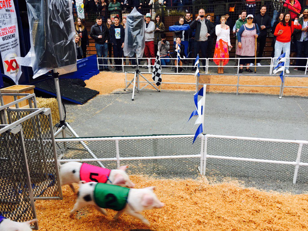 SafeHouseNW's tweet photo. Alaskan pig races in the pearl. Join the luau #Portland @riverpigsaloon https://t.co/oZHvWvFLhX