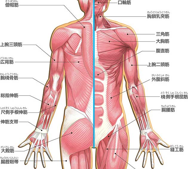 s kitagawa V Twitter 四肢の筋肉肉トレニング ストレッチ 特に体幹の姿勢キープ 股関節 骨盤底筋 図参照 の維持がポイントです 全身の 筋肉協調強化運動と持久力向上 を目的とする 基本的には 日常生活の動作 立つ 座る 歩くにある スローピッチ s kitagawa V Twitter 四肢の筋肉肉トレニング ストレッチ 特に体幹の姿勢キープ 股関節 骨盤底筋 図参照 の維持がポイントです 全身の 筋肉協調強化運動と持久力向上 を目的とする 基本的には 日常生活の動作 立つ 座る 歩くにある スローピッチ