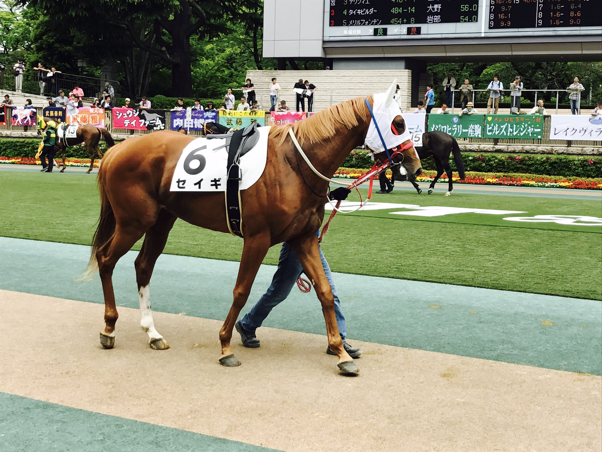 Umabi 東京3rにセイギが出走 正義は勝つ となるだろうか セイギの走りに期待だね うまび セイギ Umabi 東京3rにセイギが出走 正義は勝つ となるだろうか セイギの走りに期待だね うまび セイギ