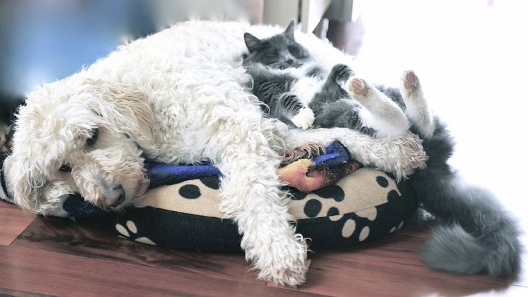 RentDotCom's tweet image. #PetHack: Bitter Apple Spray will keep your #pup away! ow.ly/zFvo30btKyp