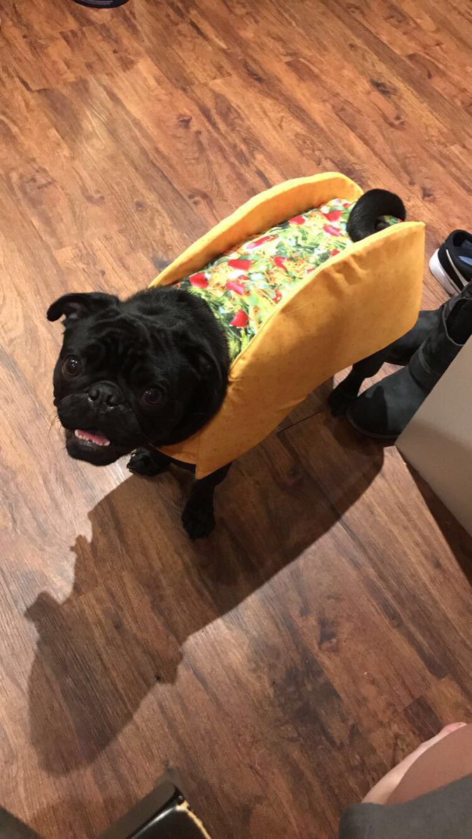 ThePugSteve's tweet photo. Happy Cinco de Mayo! Here's to hoping a real taco finds its way into my belly soon! #Ruff 🌮 https://t.co/o2R7yqSfrG