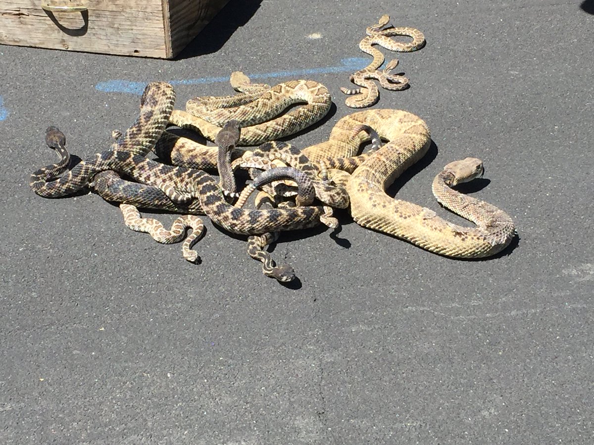 Spencer Blake (@spencerjblake) on Twitter photo So the rattlesnake removal company I've talked to today has been pretty busy in the east bay...
<a href="/kron4news/">KRON4 News</a> So the rattlesnake removal company I've talked to today has been pretty busy in the east bay...
<a href="/kron4news/">KRON4 News</a>