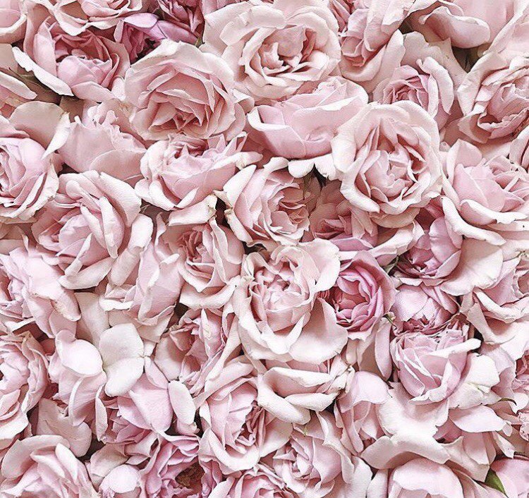 VitabridUSA's tweet photo. Flowers for your Friday! https://t.co/So0MeMtgmF