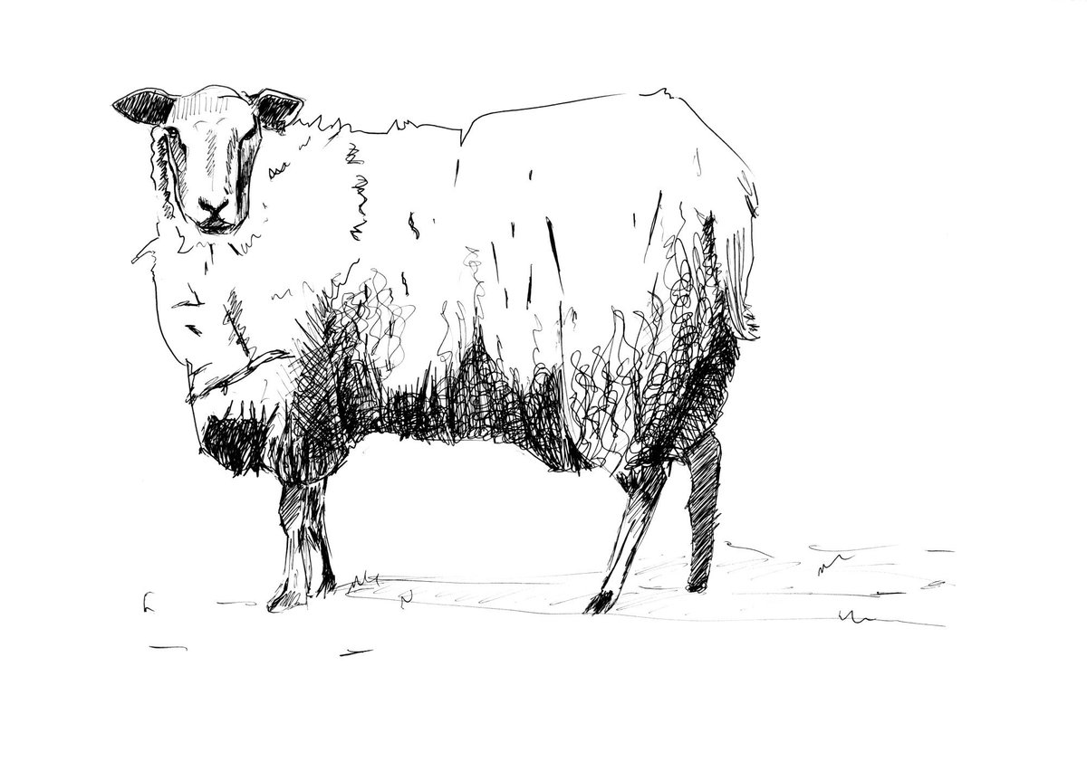 Drawings Of Sheep - Carinewbi