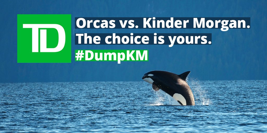 GreenpeaceCA's tweet photo. .@TD_Canada Funding #KinderMorgan = bankrolling orca extinction. Call1-800-430-6095 & tell TD to #DumpKM. #SaveTheWhales #NoTankers #bcpoli https://t.co/KdxwWJNomM