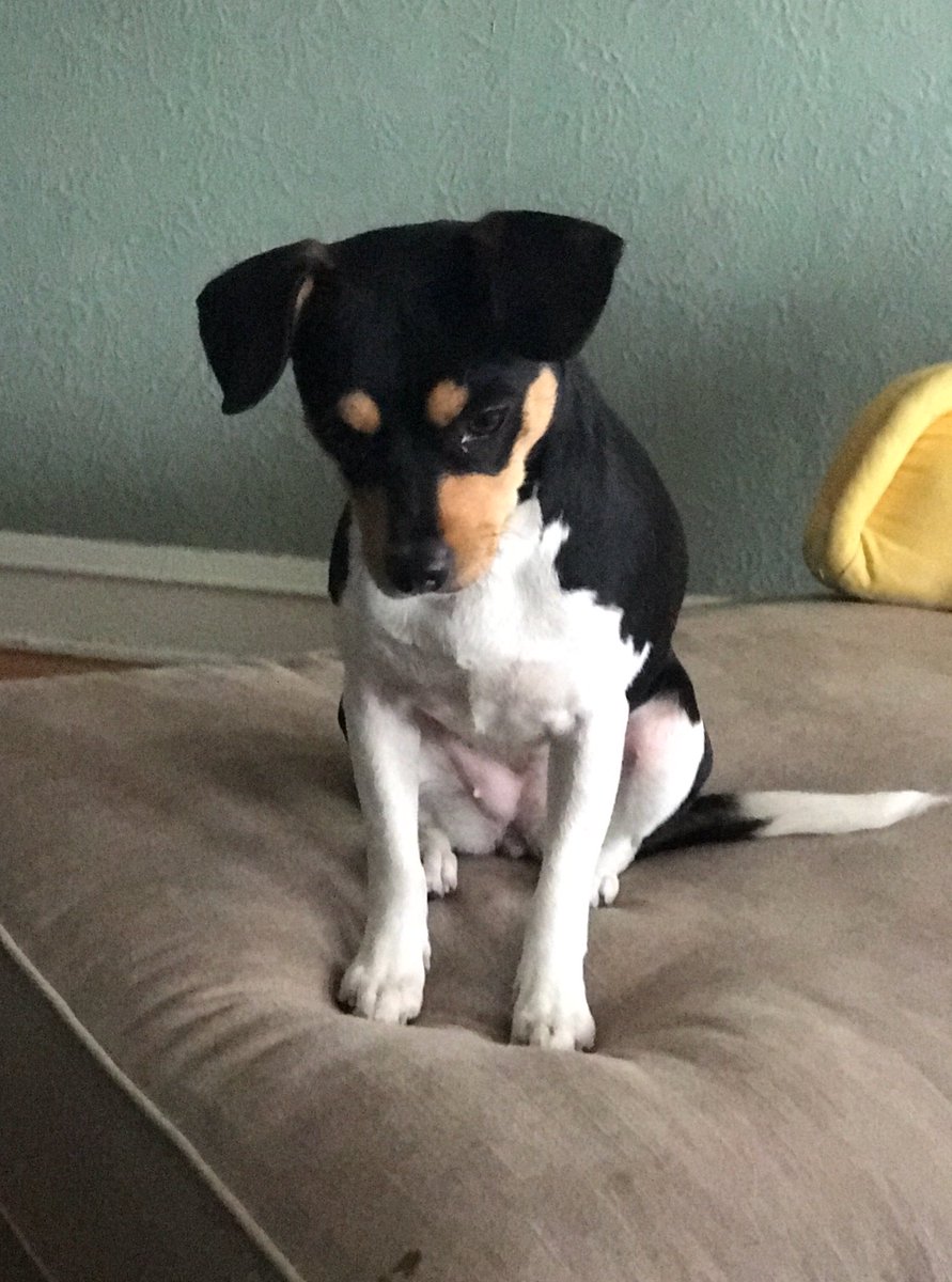 Atlas_Chiweenie's tweet image. This is Penny. We fostered her for 4 months and she recently went to her forever home. We are so happy for her. #AdoptDontShop