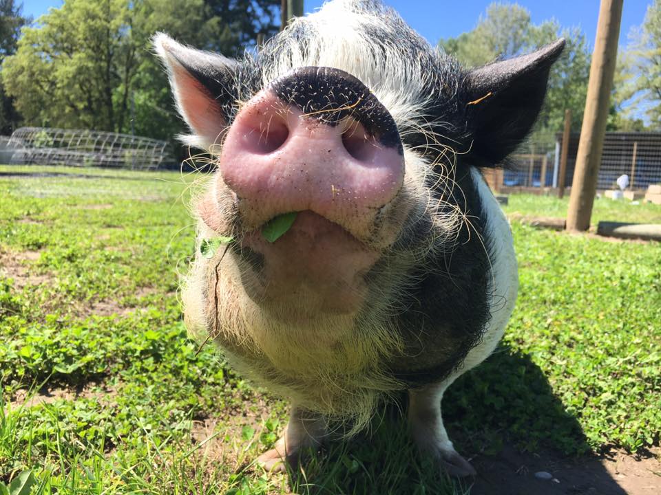 Voo &amp; Doo are sure enjoying their new digs on the farm. Come say hi and check out the new Revolution Garden! #GYO #DIY