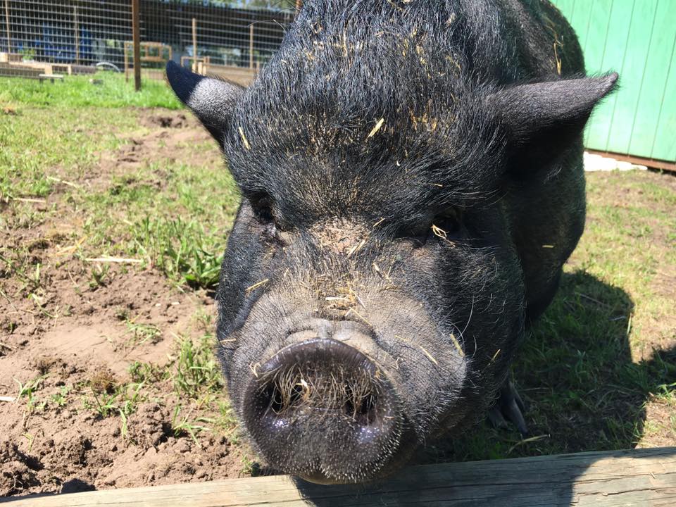 Rogue Farms tweet media