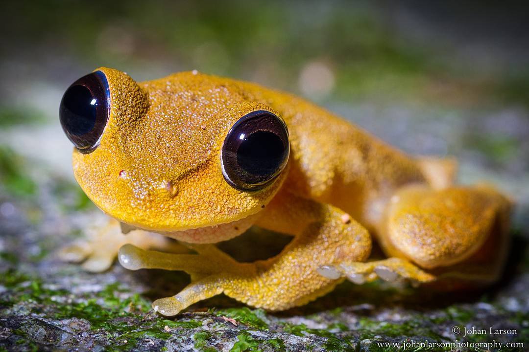 An australian lacelid frog (litoria dayi) in daintree national park, australia earthcapture by