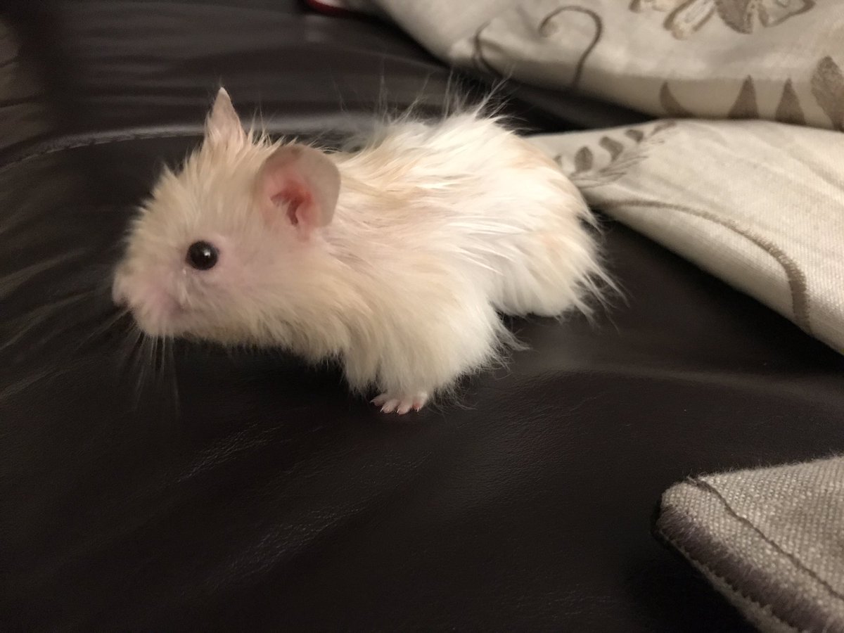 HamsterChico's tweet photo. Nothing, just chilling on the couch... it's the #weekend #hamsterchico 🐹💕 https://t.co/ZLLriV4Ghr
