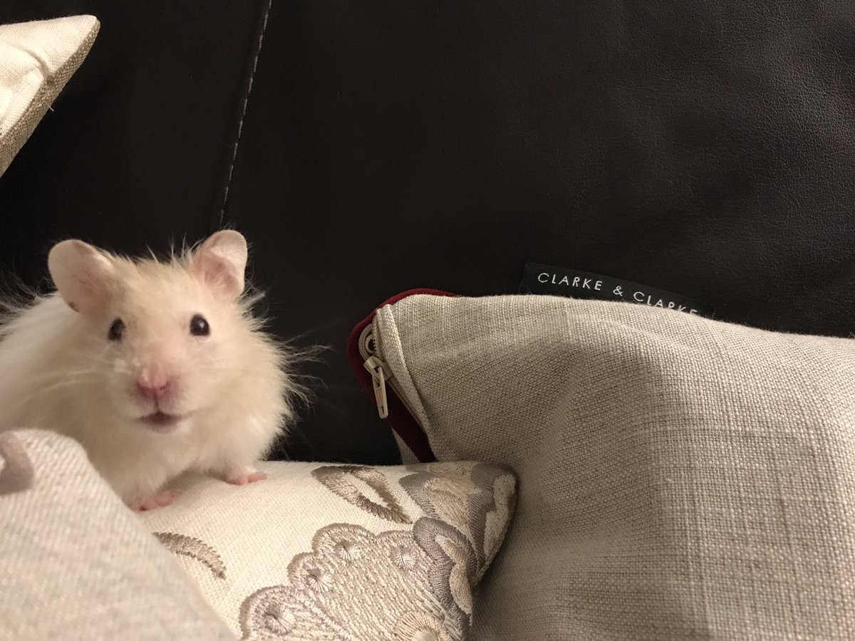 HamsterChico's tweet photo. Oh I love these @clarkeandclarke cushions 🐹💕#hamsterchico #lifestyle #couchstyling #FridayFeeling https://t.co/DFEhc0NmD4