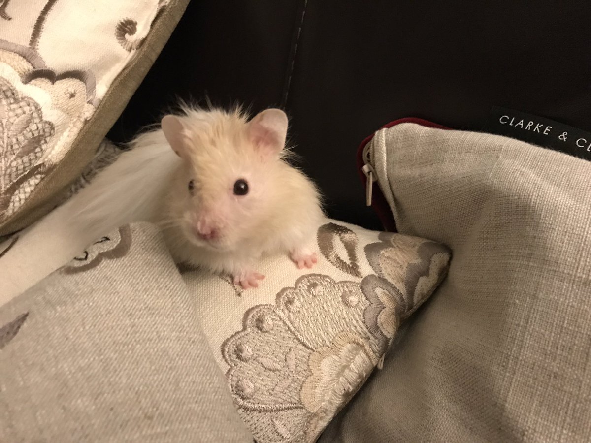 HamsterChico's tweet photo. Oh I love these @clarkeandclarke cushions 🐹💕#hamsterchico #lifestyle #couchstyling #FridayFeeling https://t.co/DFEhc0NmD4