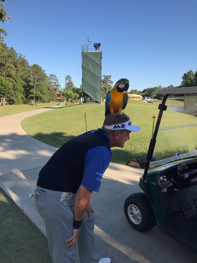 Spotted a nice couple of birds this week @ChampionsTour @InsperityInvtnl Pro-Am, hopefully more birdies to follow @GlenbraeUK @TotalMotionUK