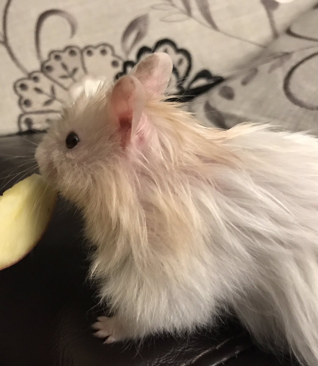 HamsterChico's tweet photo. Snacks &amp; TV 🐹💕 #hamsterchico #weekend #weekendmood https://t.co/OlUgyer4We