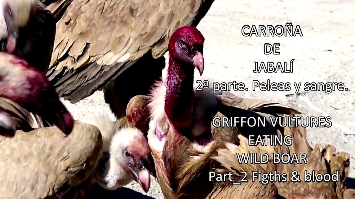 AF_UnidadVerde's tweet photo. 2ª parte del vídeo "Carroña d jabalí" Peleas y sangre en el muladar d #Peñaflor #Zaragoza Imágenes desagradables???
https://t.co/O1kCXIn5JM https://t.co/yDKfw683LF
