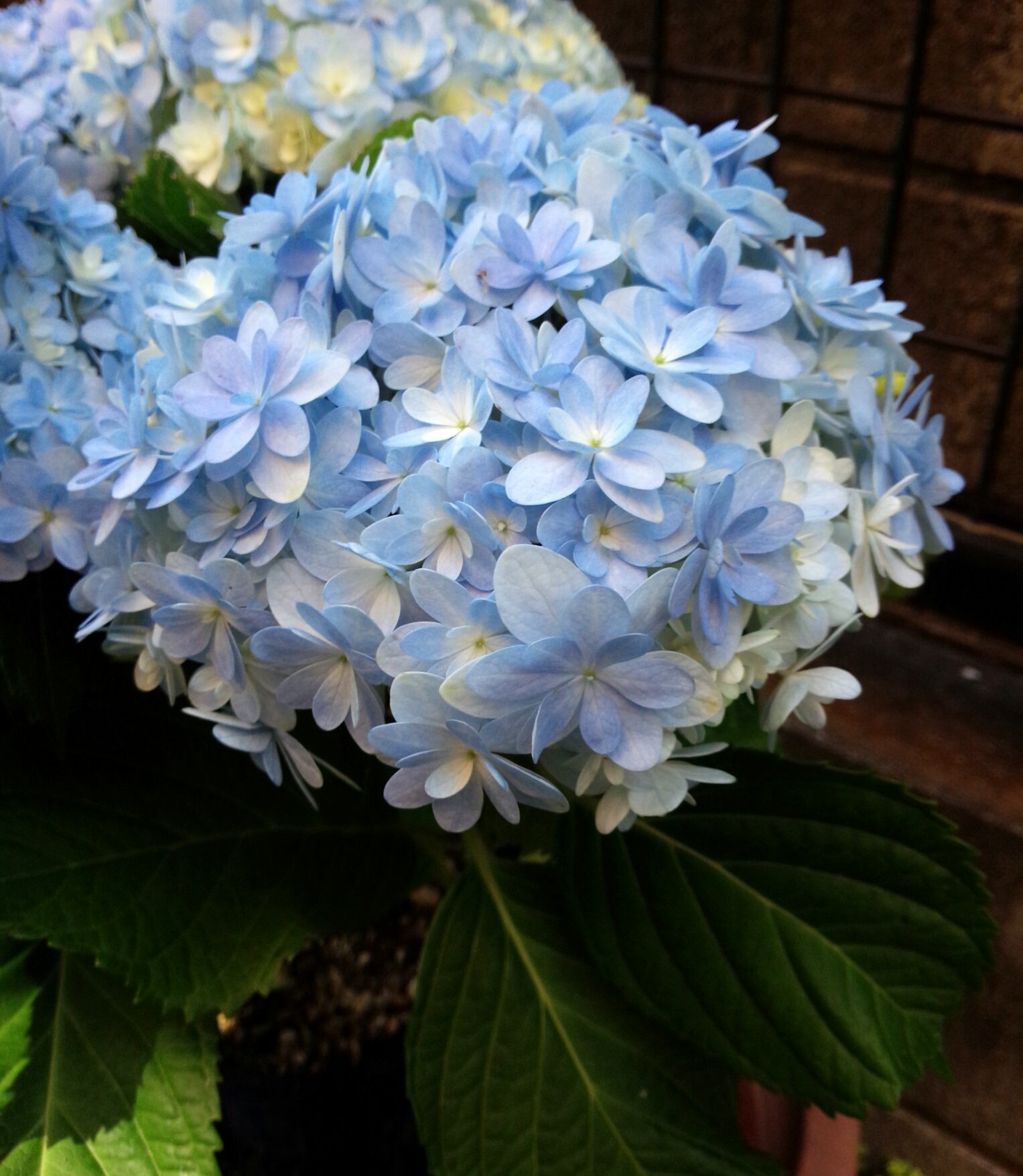 تويتر そいくるくいる على تويتر てまり てまり と言う品種の紫陽花を昨日お迎えしました 元気に大きな株に成長して欲しいな 紫陽花 てまりてまり T Co Wamkf6i7ry